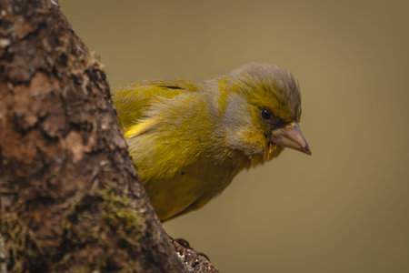 European greenfinch with catchlight peeks round log