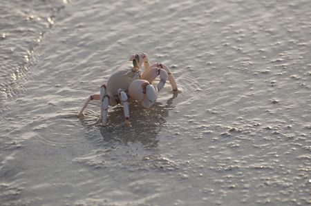 Crab standing in shallow water.の写真素材