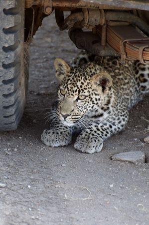 A Leopard (Panthera pardus) crouches underneath a car. の写真素材