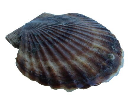 Sea scallop Patinopecten yessoensis (Mizuhopecten yessoensis) isolated on white background