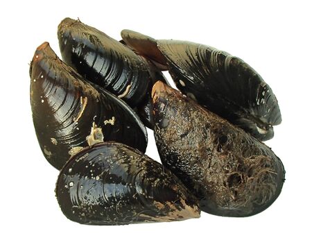 Mussels alive isolated on white backgroundの写真素材