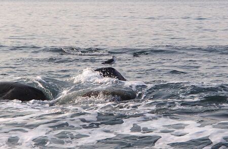 Seagull sitting on the rock in the seaの写真素材
