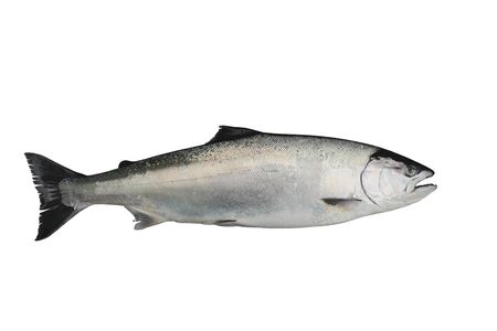 Salmon Oncorhynchus masou isolated on white background.の写真素材