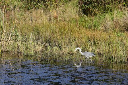 Gray heron Ardea cinerea in forest lake with calm reflecting water on grass background. Sunny day, calm water, hunting wild bird.の写真素材