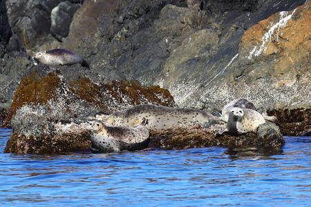 Seals in sanctuary. Group of spotted seals (largha seal, Phoca largha) laying on coastal rocks. Calm blue sea, wild marine mammals in natural habitat.の写真素材