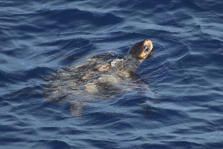Pacific Green Turtle (Chelonia mydas) swimming on sea surface. Giant green sea turtle in natural...