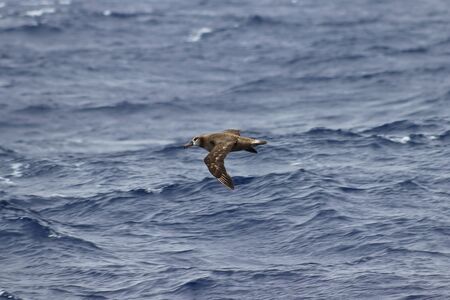 Albatross flying on blue ocean water background. Wild sea bird in natural habitat.の写真素材