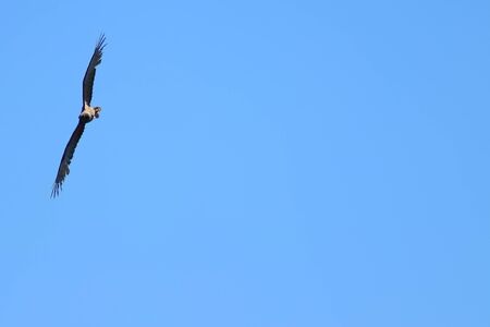 Predatory wild bird hunting flying in clean blue sky. Copy space for text, design template.