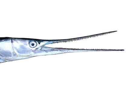 Garfish, sea needle (Belone belone) head with widely open jaws isolated on white background.の写真素材