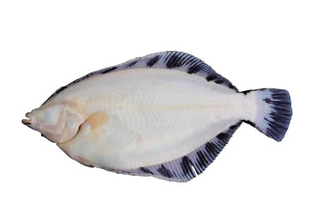 Alive flatfish Pleuronectes obscurus isolated on white background.