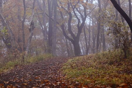 Pathway in autumn misty forest. Dense fog, yellow leaves.
