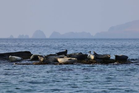 Spotted seals (largha seal, Phoca largha) sanctuary on rocks. Background of blurred islands on the horizon. Seal sanctuary. Calm blue sea, wild marine mammals in natural habitat.の写真素材
