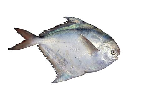 Silver pomfret fish, or white pomfret (Pampus argenteus) isolated on white background. Delicious...