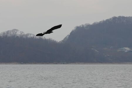 White-tailed eagle (Haliaeetus albicilla) flying over the sea surface on blurred background of...