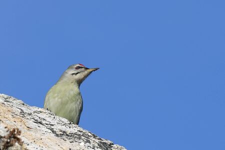 Gray-headed woodpecker (Picus canus) sitting on the rock on blue sky background in sunny autumn day.の写真素材