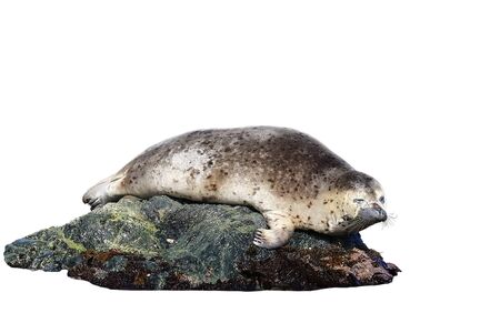 Baby seal (spotted seal, largha seal, Phoca largha) laying on the sea stone isolated on white background closeup.の写真素材