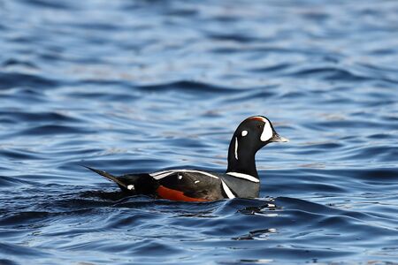 Duck swimming in blue sea water. Wild Harlequin duck (Histrionicus histrionicus) in natural habitat. Colorful drake moving on sea surface closeup.の写真素材