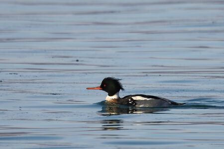Colorful male duck swimming in sea closeup. Wild Goosander (Mergus merganser) drake in natural habitat. Diving pochard seabird on the move.の写真素材