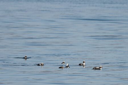 Long-tailed ducks flock (Clangula hyemalis), or oldsquaw duck swimming on calm blue sea water. Group of wild seabirds in winter plumage.の写真素材