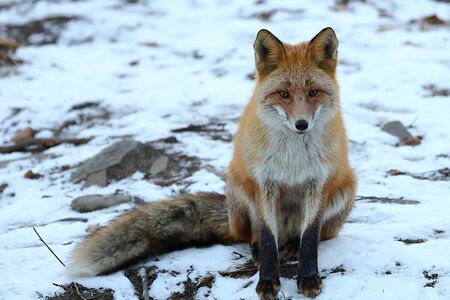 Fox Vulpes vulpes sitting in the woods on the snow. Wild red fox in natural habitat. Portrait of carnivore animal closeup.の写真素材
