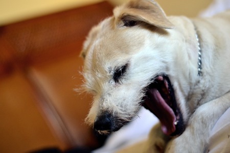 dog yawningの写真素材