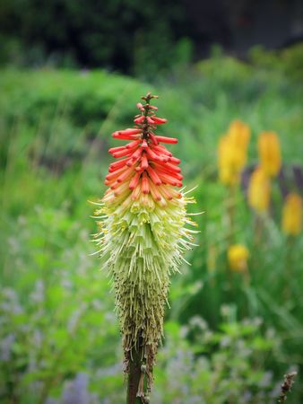 tropic blütenfauneの写真素材