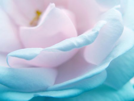 Flowerの写真素材