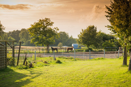 horse farmの写真素材