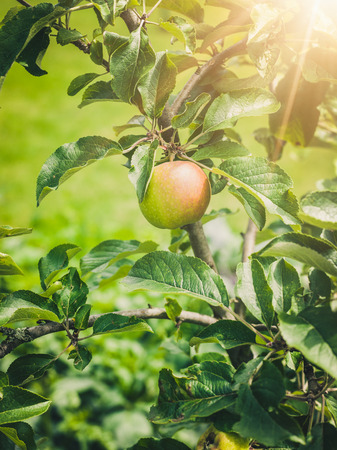 Mini apple treeの写真素材