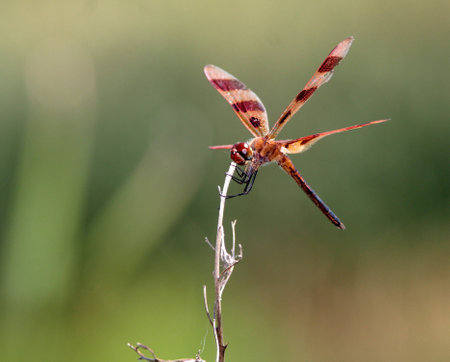 Prince Baskettail Dragonflyの写真素材