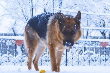 A German Shepherd standing in the snow during snowfallingの写真素材