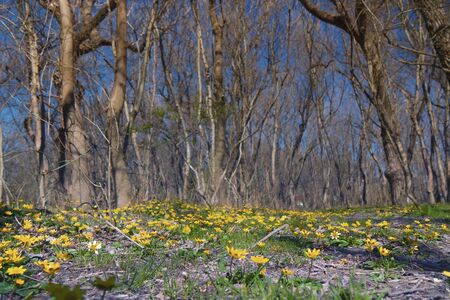 Spring forest covered with daffodilsの写真素材