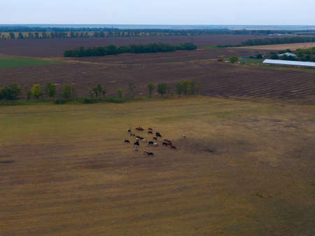 Aerial view of flock of grazing cows on green pasture. Concept of animal dairy farming with copy...
