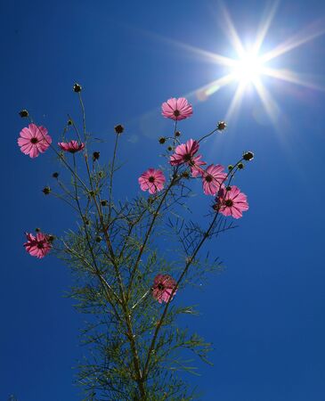 Ge Sanghua can be seen everywhere on the highland sunの写真素材