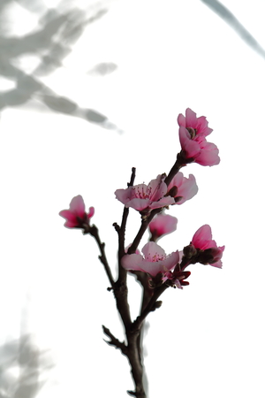 apricot flowersの写真素材