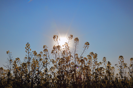 canola flowers under the sunの写真素材