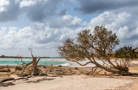 Elafonisi beach in Crete, Greece. Rugged and wild with white fluffy and dark clouds. golden sand, turquoise sea and trees in the foreground.の写真素材