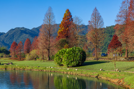 Taxodium distichum ,Bald Cypress in Yilan, Taiwan ,Asianの写真素材