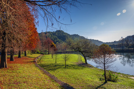 Taxodium distichum ,Bald Cypress in Yilan, Taiwan ,Asianの写真素材