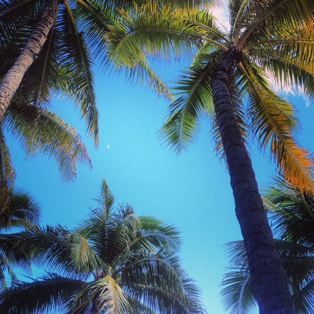 Looking up at palm treesの素材