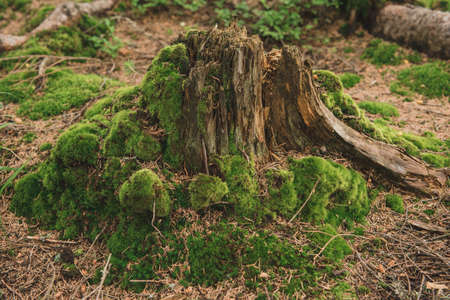 The stump is covered with moss in the Carpathian forest.Wild natureの写真素材