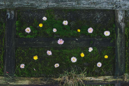 Many colors of flowers on green moss. Pink and yellow buds of flowersの写真素材