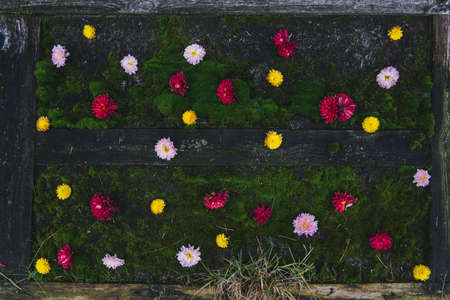 Many colors of flowers on green moss. Pink, red and yellow buds of flowersの写真素材