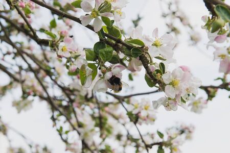 Apple tree in the garden. Spring blooming tree. Beautiful apple flowers on branchの写真素材