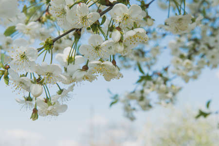 Cherry garden. Spring blossom background - abstract floral border of green leaves and white flowers.