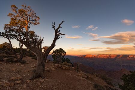 Dead Tree, Grand Canyon, Arizona, USAの写真素材