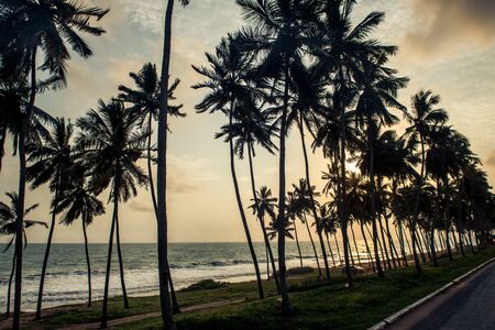 Palm trees line the road parallel to the oceanの写真素材