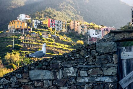 seagulls in Manarola Italyの写真素材