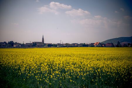 a field of yellow flowers in franceの写真素材