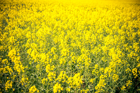 a field of yellow flowers in franceの写真素材